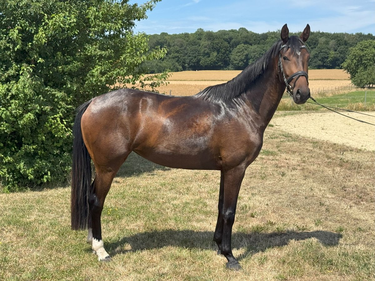 Hannoveriano Yegua 3 años 158 cm Castaño oscuro in Laubach