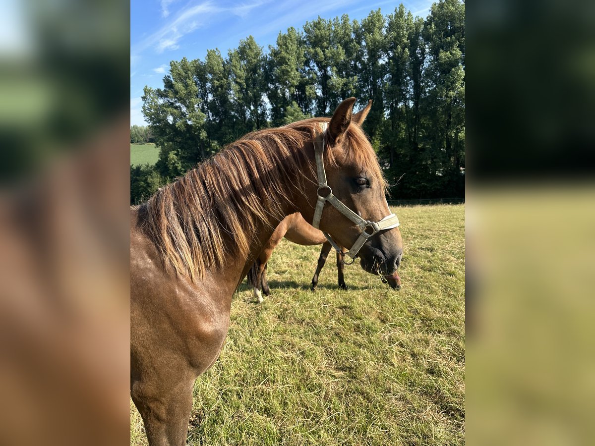 Hannoveriano Yegua 3 años 160 cm Alazán-tostado in Düsseldorf