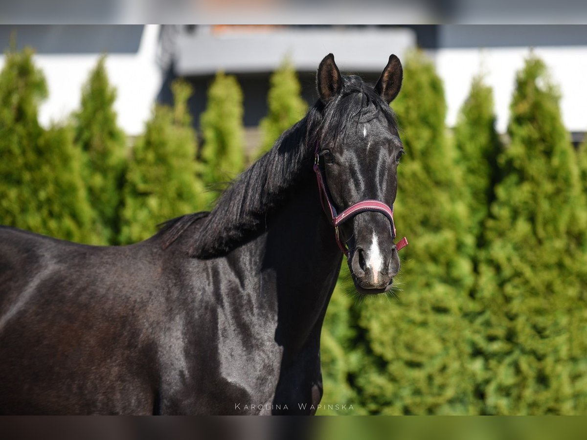 Hannoveriano Yegua 3 años 162 cm Negro in Chwarstnica