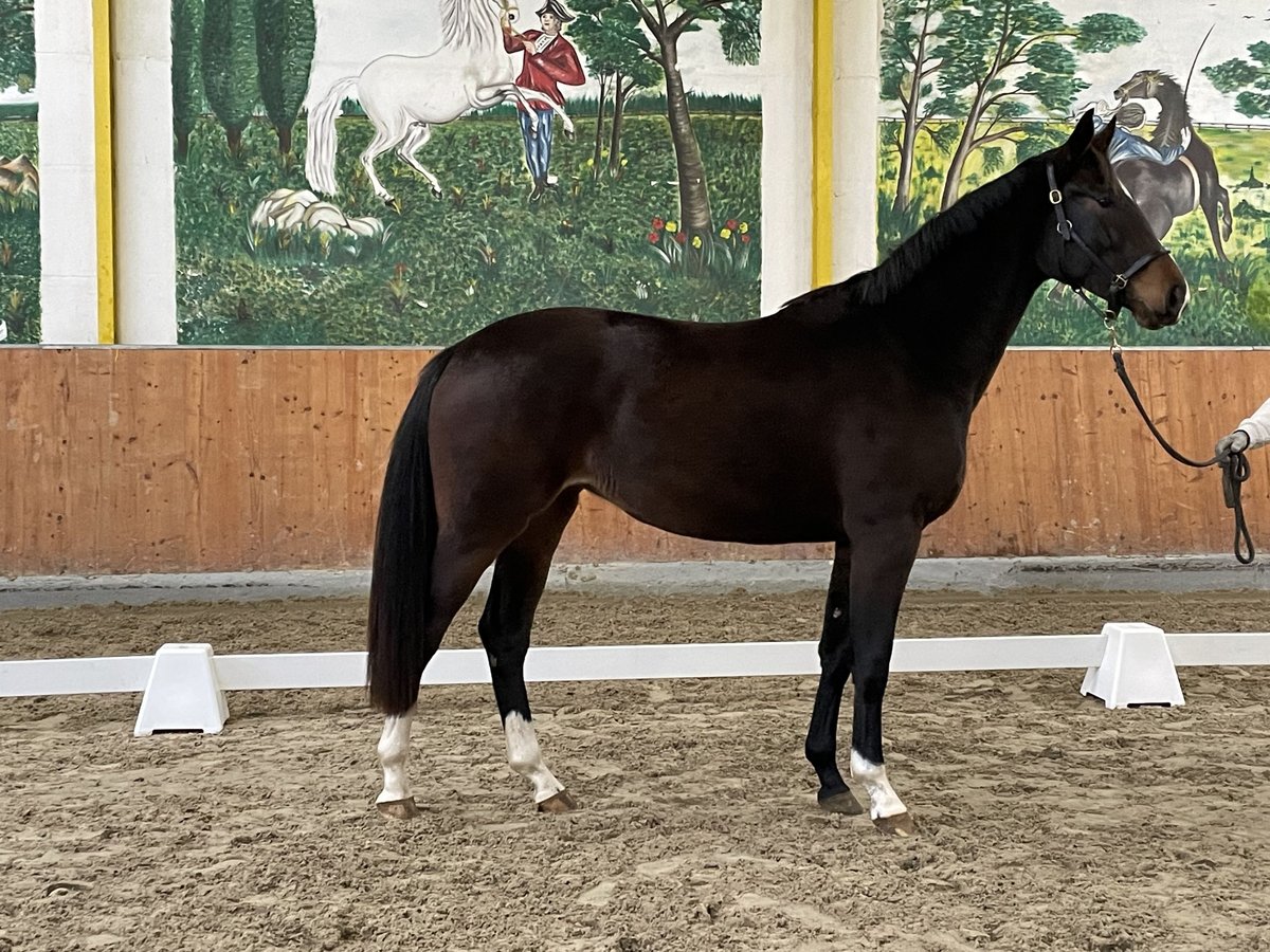 Hannoveriano Yegua 3 años 163 cm Castaño oscuro in Rees