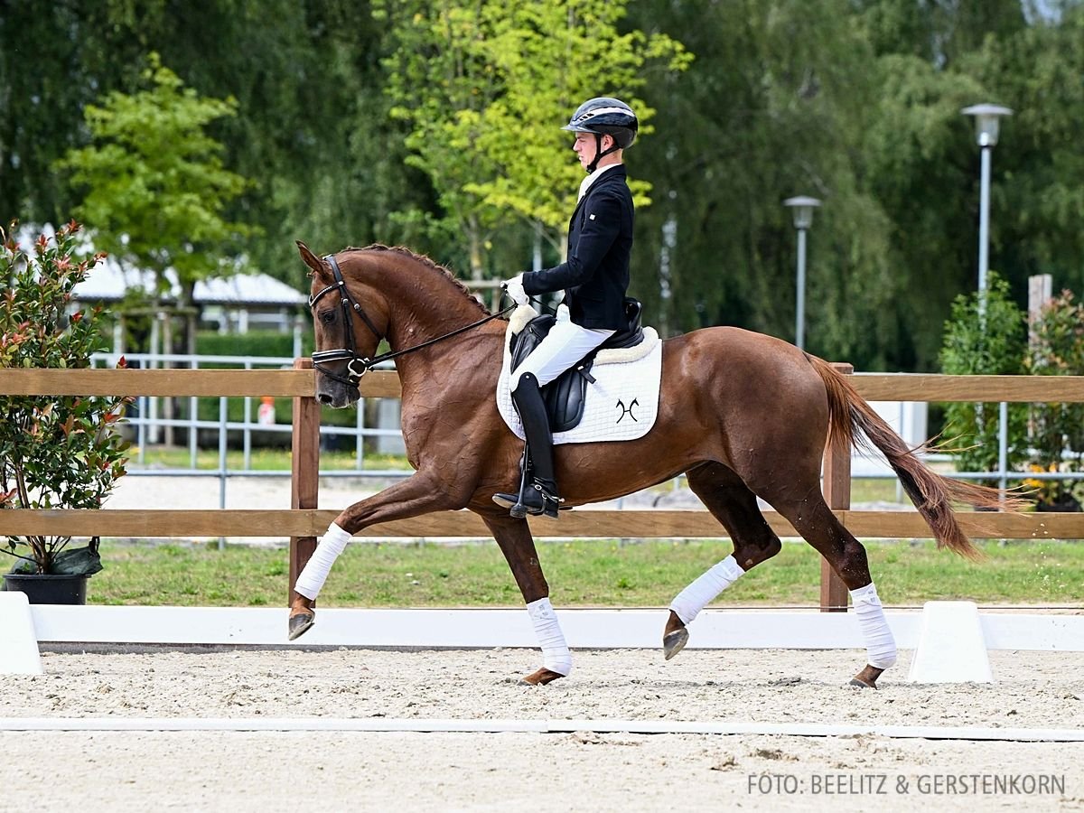 Hannoveriano Yegua 3 años 164 cm Alazán-tostado in Verden