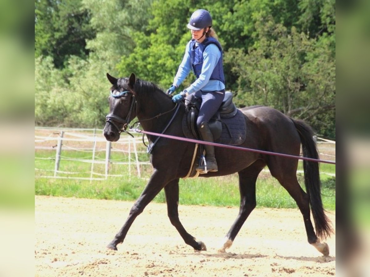 Hannoveriano Yegua 3 años 164 cm Negro in L&#xFC;btheen