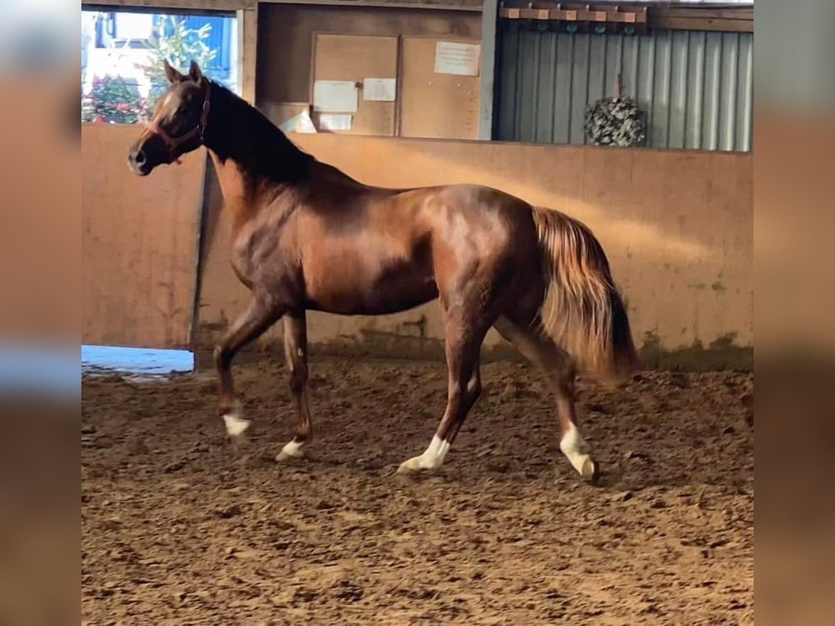 Hannoveriano Yegua 3 años 165 cm Alazán-tostado in Achim