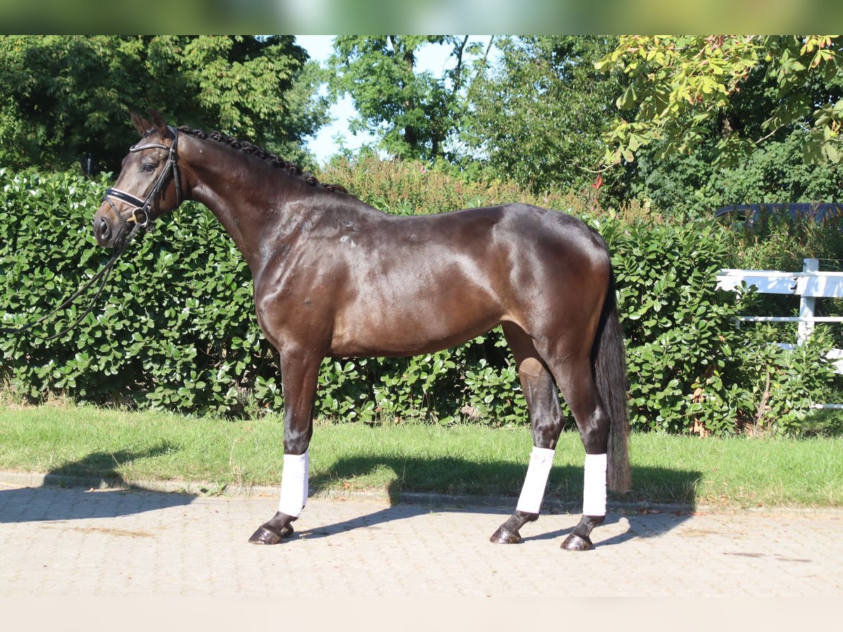 Hannoveriano Yegua 3 años 165 cm Castaño in Selsingen