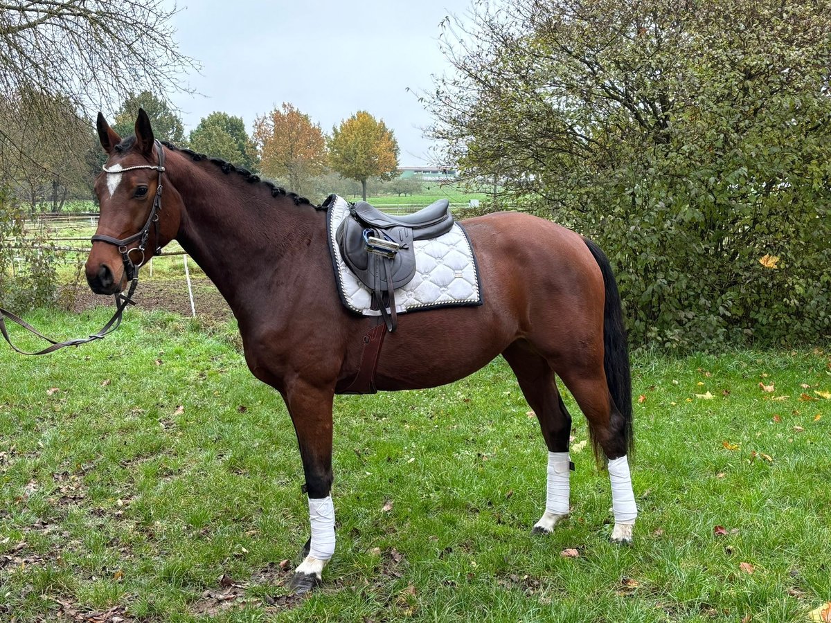 Hannoveriano Yegua 3 años 165 cm Castaño in Altenstadt