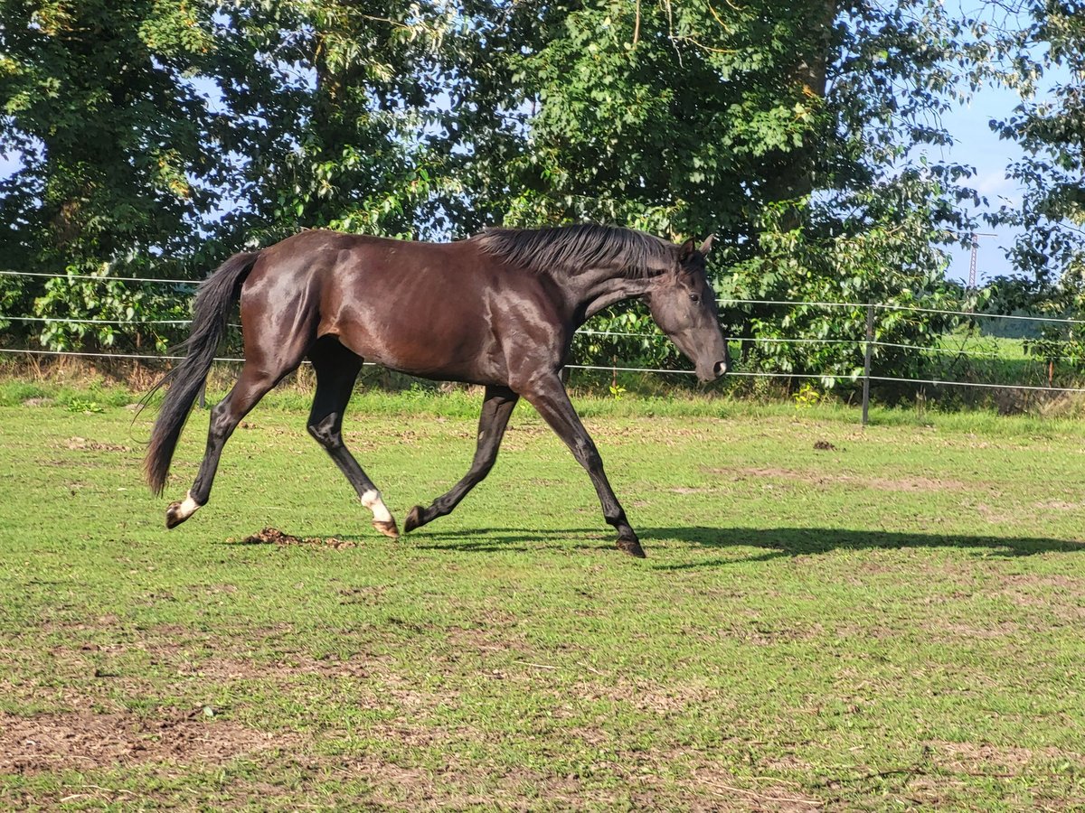 Hannoveriano Yegua 3 años 165 cm Negro in Niendorf