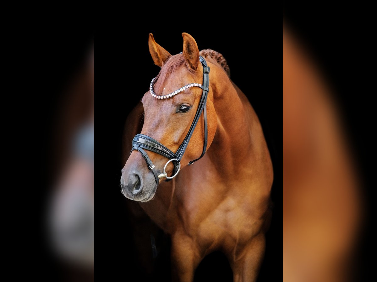 Hannoveriano Yegua 3 años 166 cm Alazán in Wentorf bei Hamburg