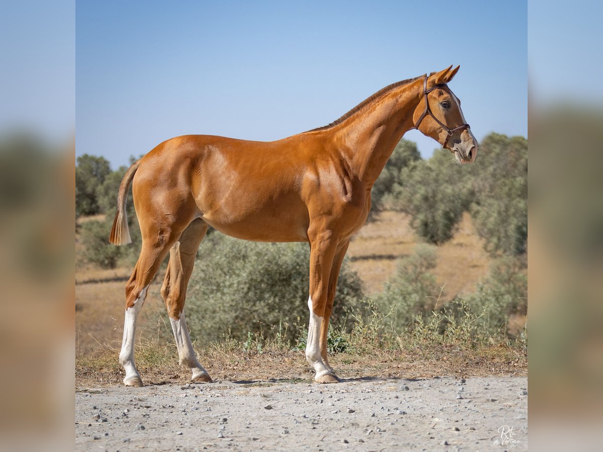 Hannoveriano Yegua 3 años 166 cm Alazán in Lavre