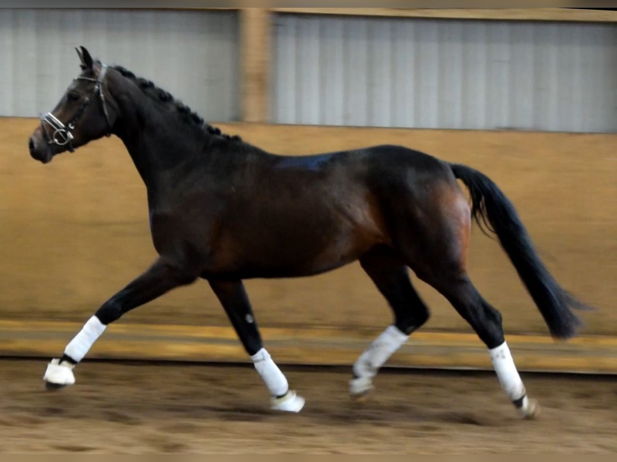 Hannoveriano Yegua 3 años 166 cm Castaño oscuro in Fredenbeck