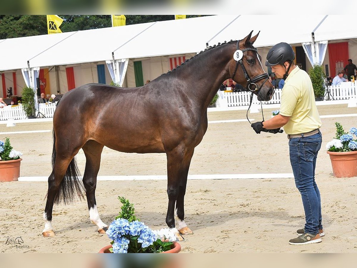 Hannoveriano Yegua 3 años 167 cm Castaño oscuro in Wagenfeld