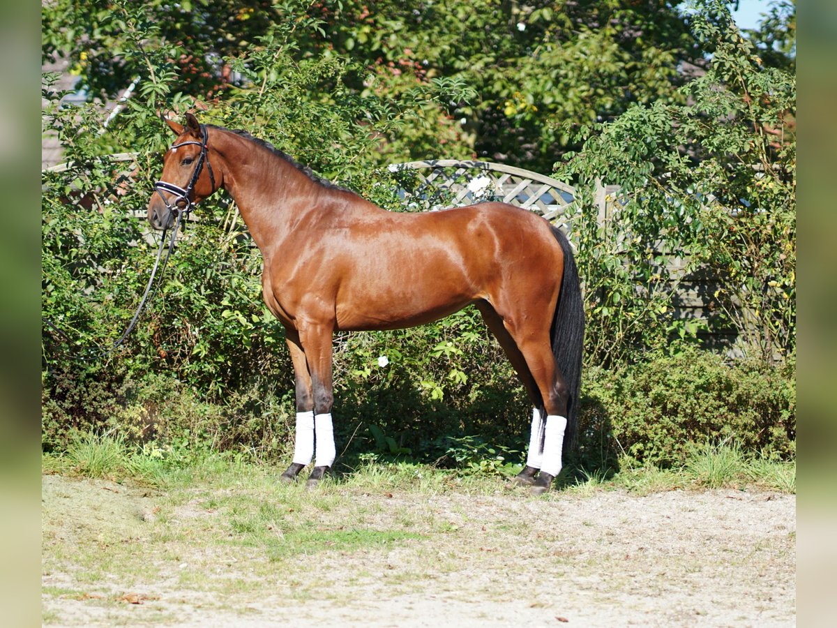 Hannoveriano Yegua 3 años 168 cm Castaño in Hohenfelde