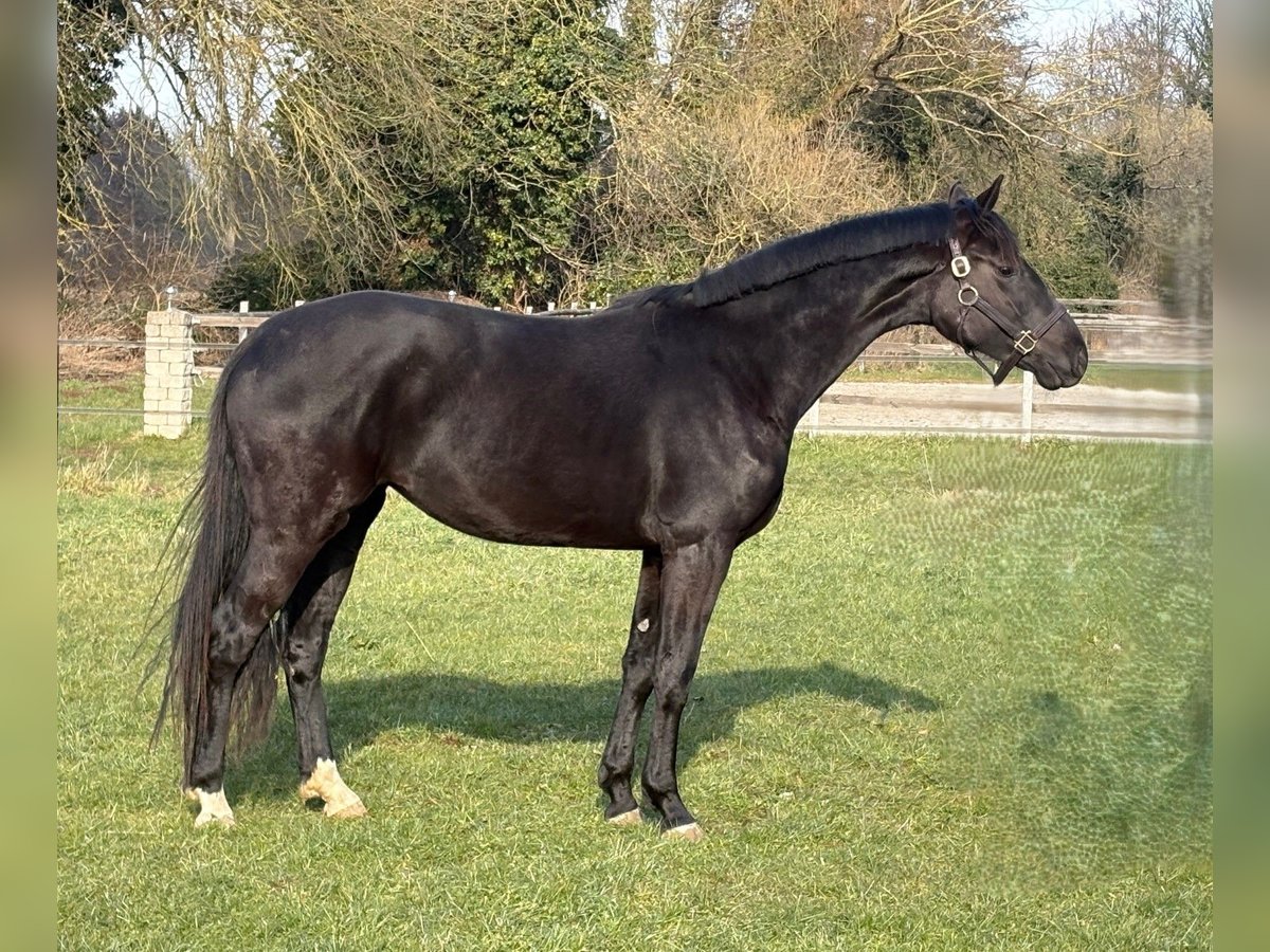 Hannoveriano Yegua 3 años 168 cm Negro in Wehretal