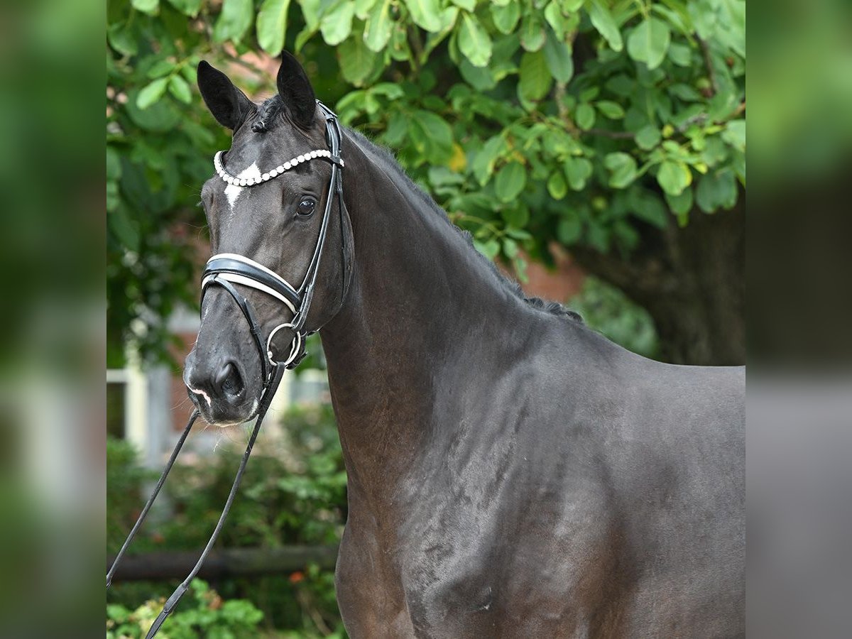 Hannoveriano Yegua 3 años 170 cm Negro in Bad Bevensen