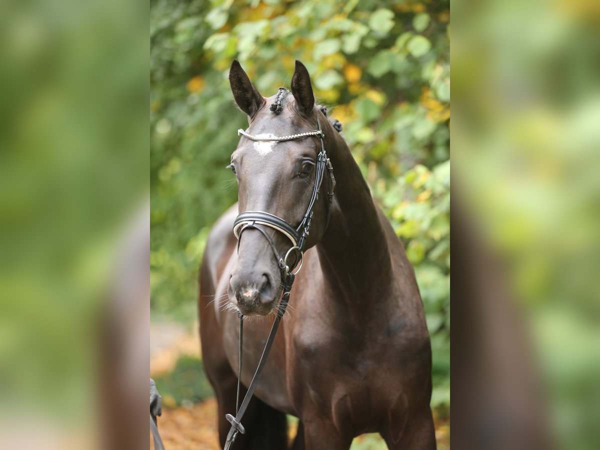 Hannoveriano Yegua 3 años 170 cm Negro in Landesbergen