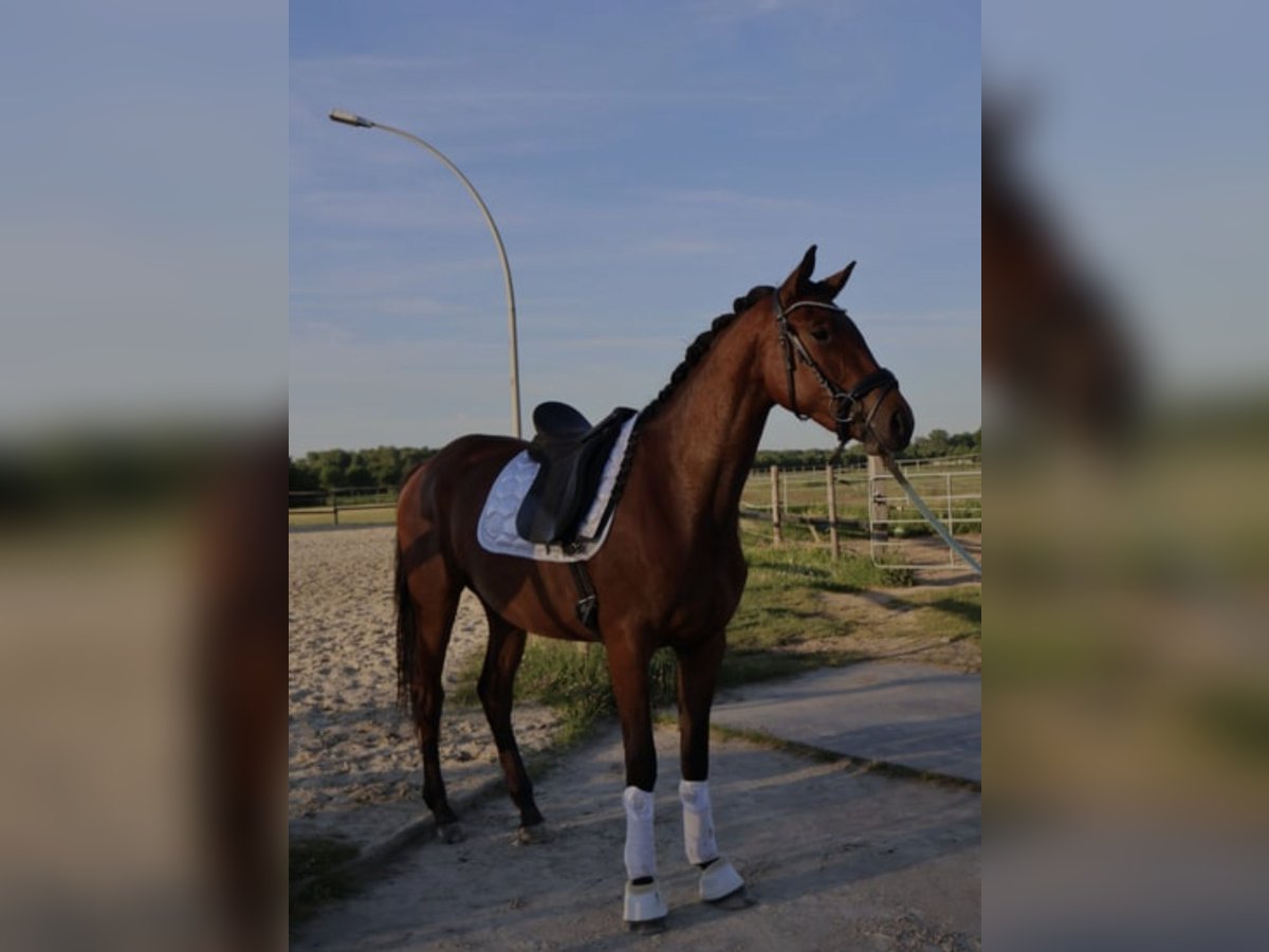 Hannoveriano Yegua 3 años 172 cm Castaño in M&#xF6;nchengladbach