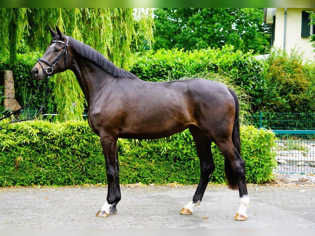 Hannoveriano Yegua 3 años 182 cm Castaño oscuro in Coesfeld Hannoveriano Yegua 3 años 182 cm Castaño oscuro in Coesfeld