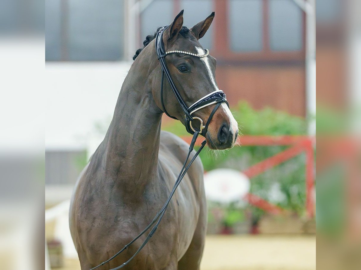 Hannoveriano Yegua 3 años Castaño in Münster-Handorf