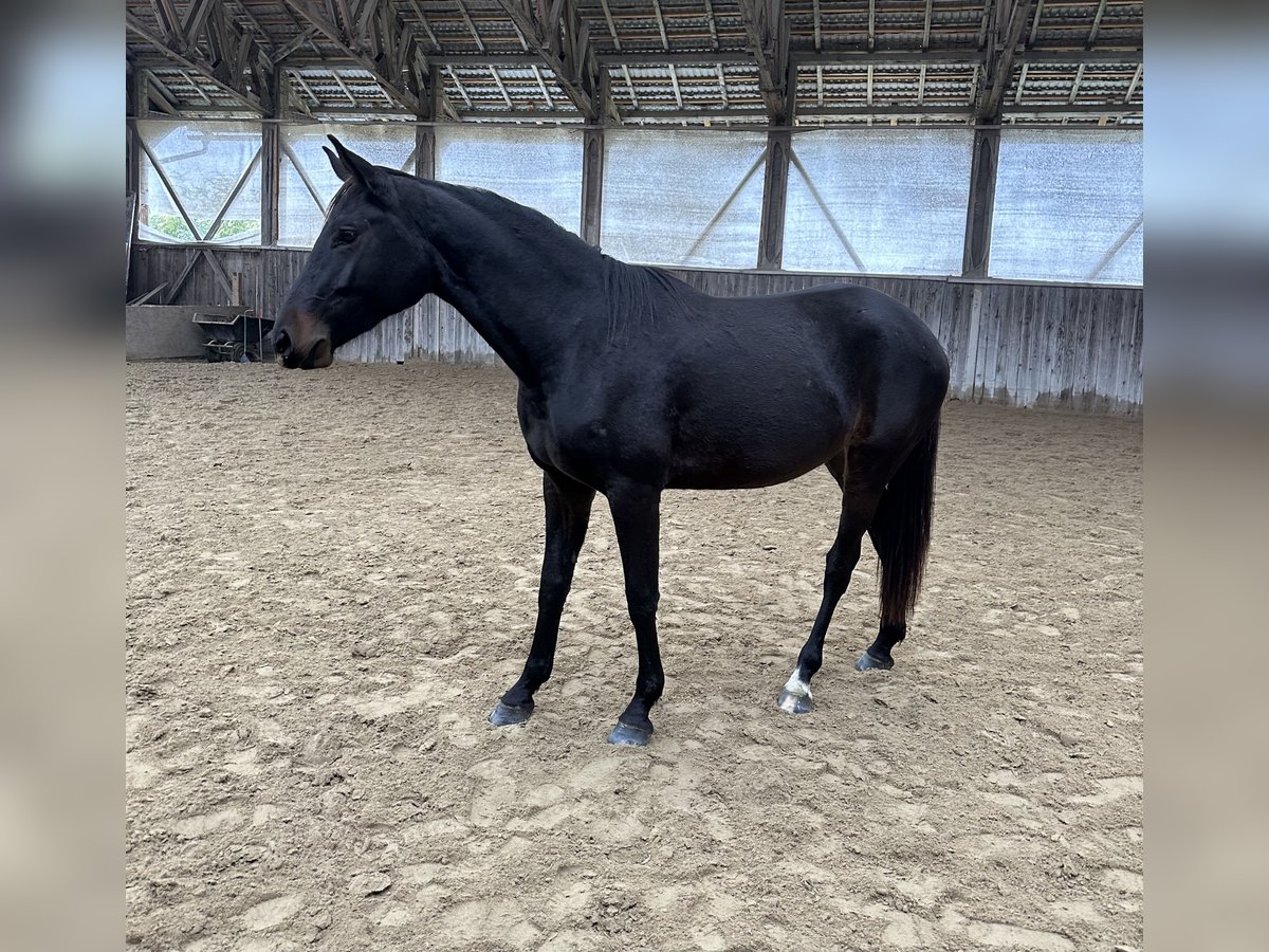 Hannoveriano Yegua 3 años Castaño oscuro in Sopron