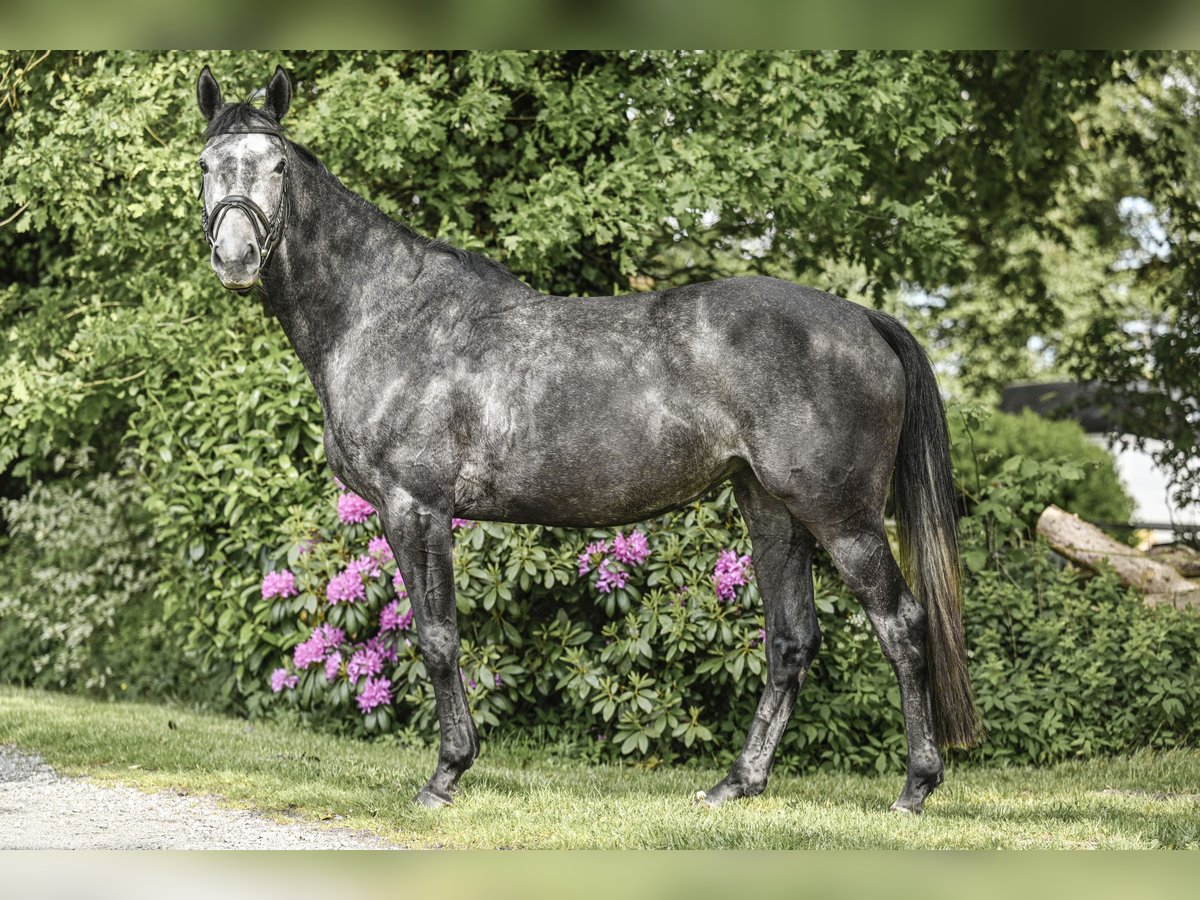 Hannoveriano Yegua 4 años 160 cm Tordillo negro in Lamstedt