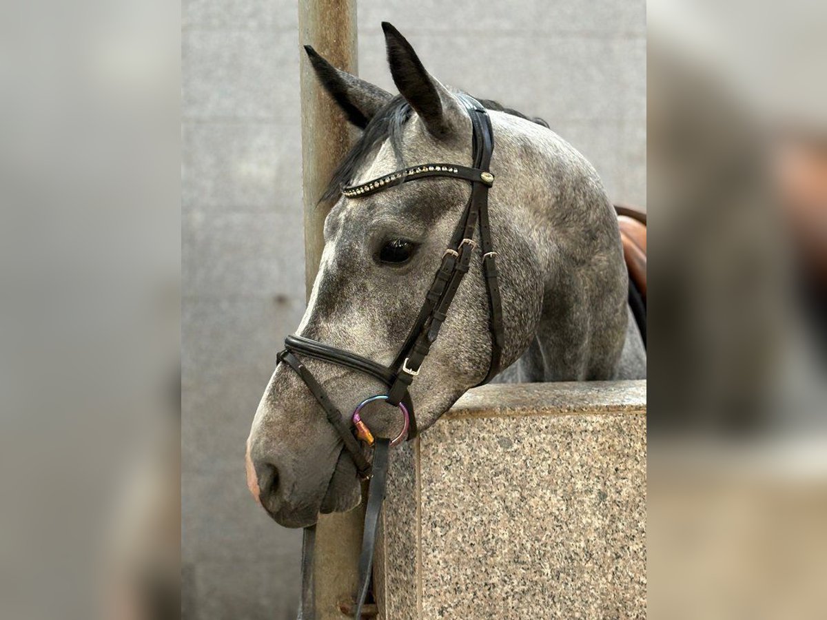 Hannoveriano Yegua 4 años 160 cm Tordo in Verden (Aller)