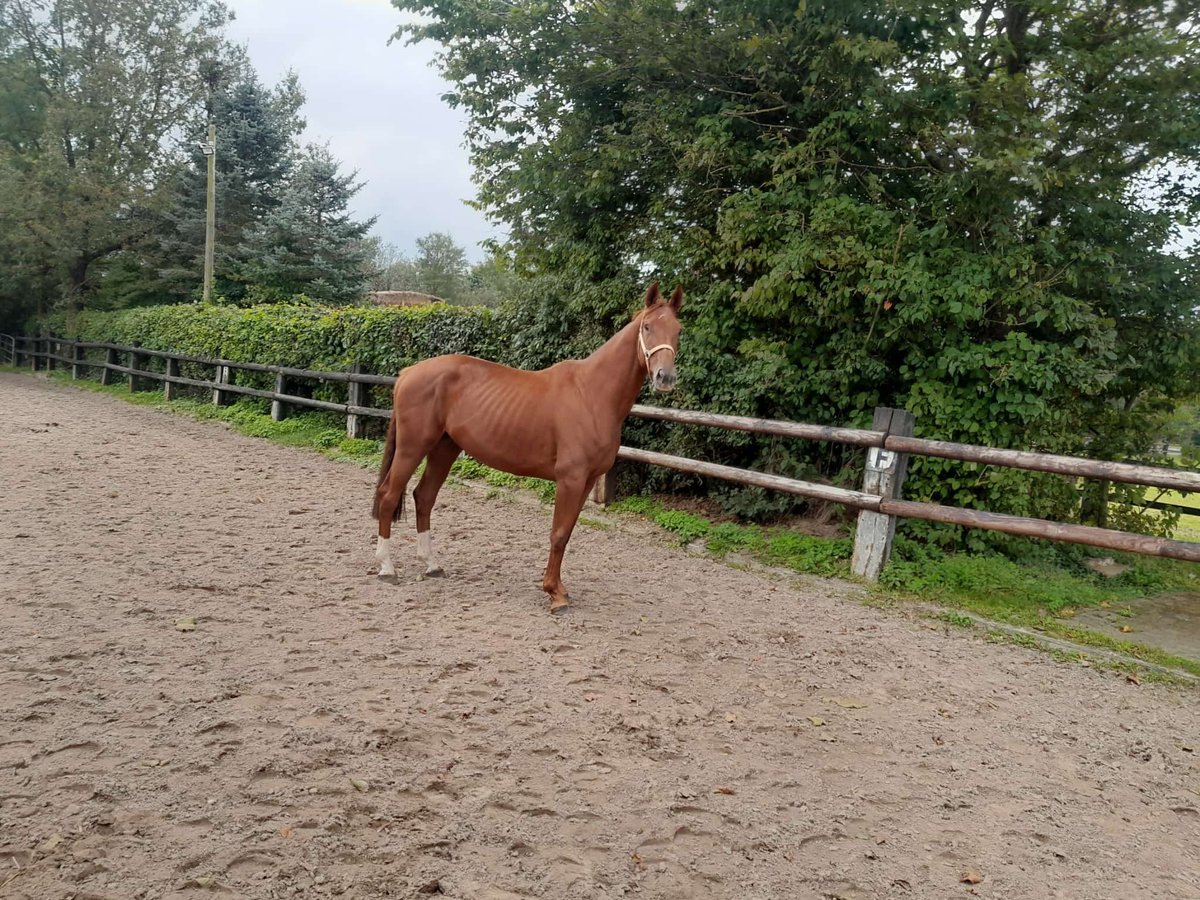 Hannoveriano Yegua 4 años 162 cm Alazán in Nettersheime