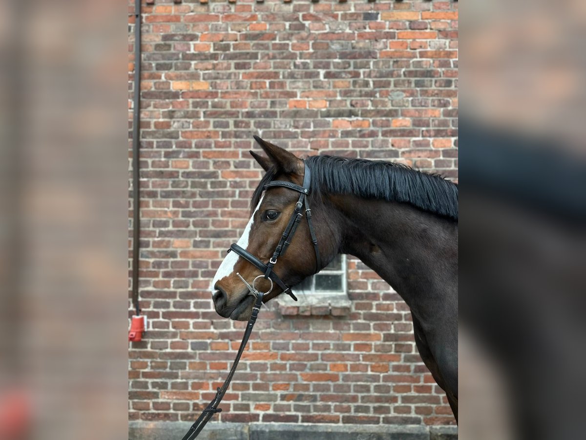 Hannoveriano Yegua 4 años 164 cm Castaño oscuro in Eickeloh