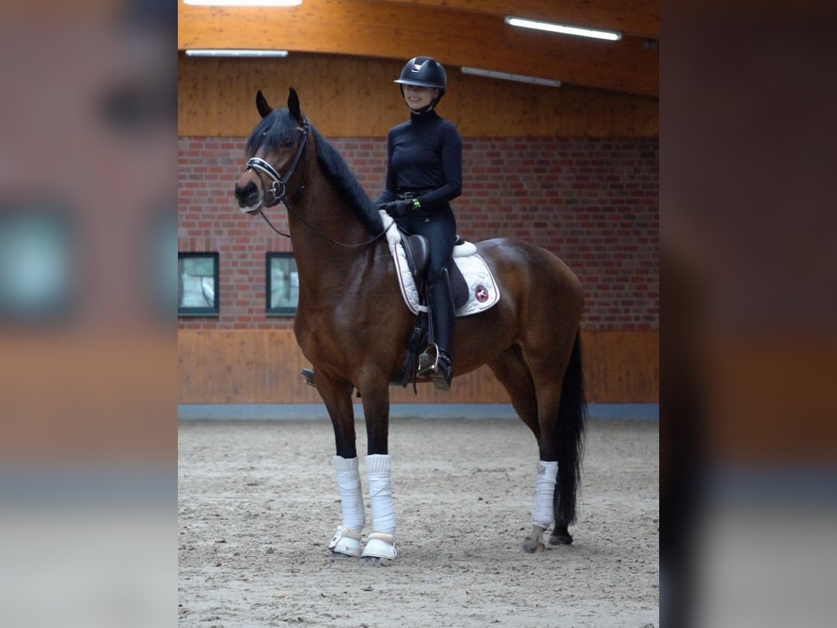 Hannoveriano Yegua 4 años 164 cm Castaño oscuro in Horstmar