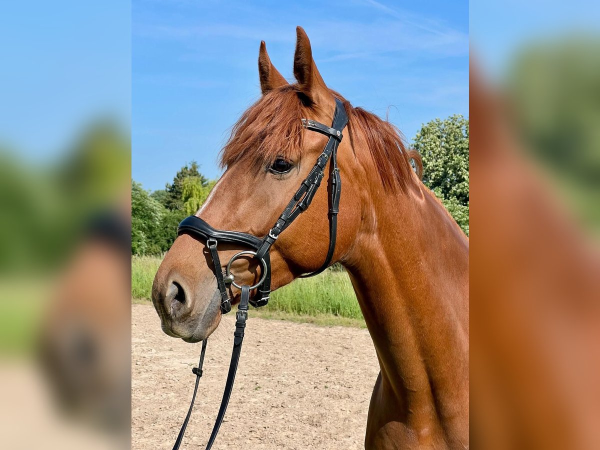 Hannoveriano Yegua 4 años 165 cm Alazán in Welbsleben