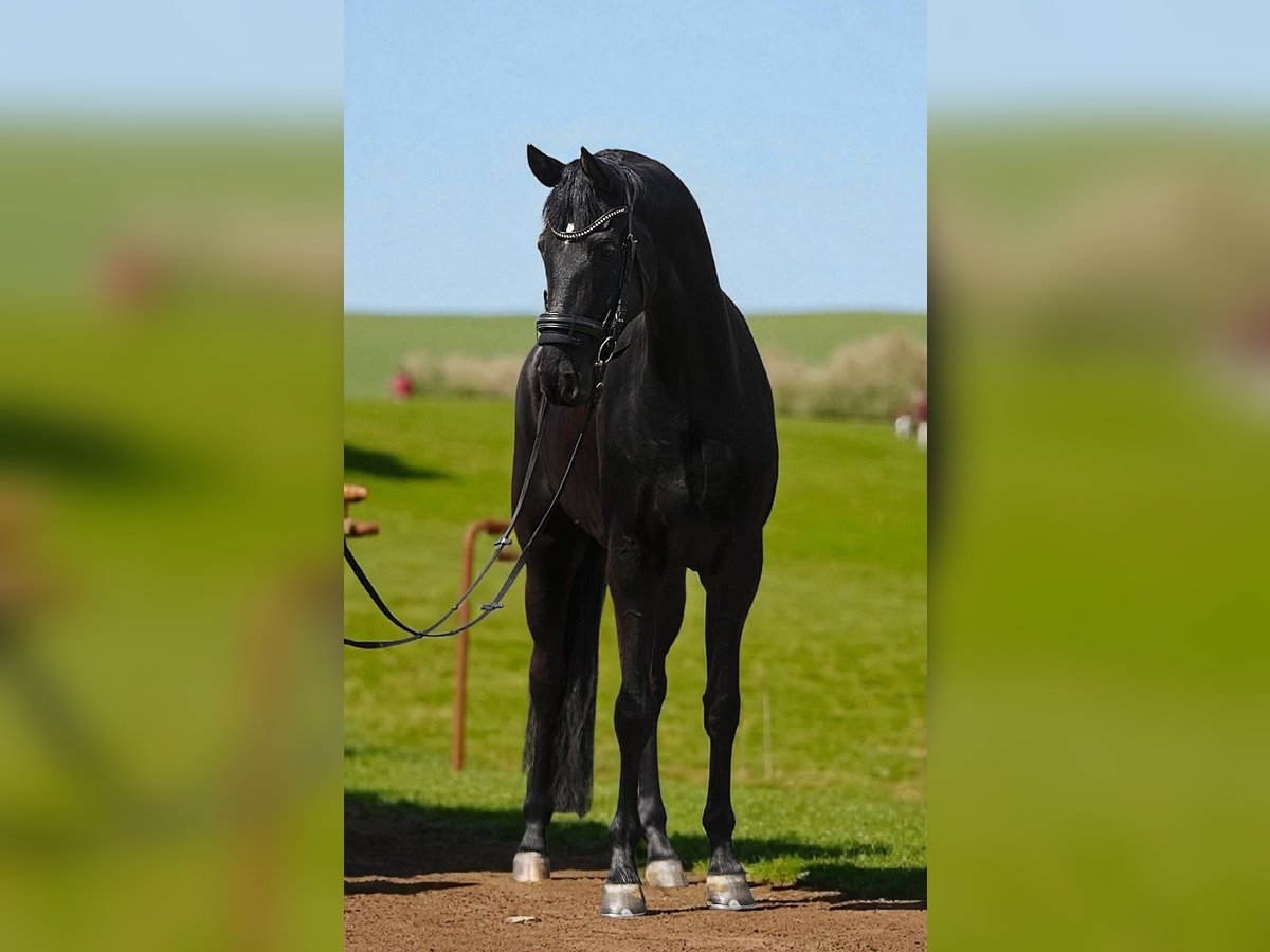 Hannoveriano Yegua 4 años 165 cm Negro in B&#xE9;k&#xE9;sszentandr&#xE1;s