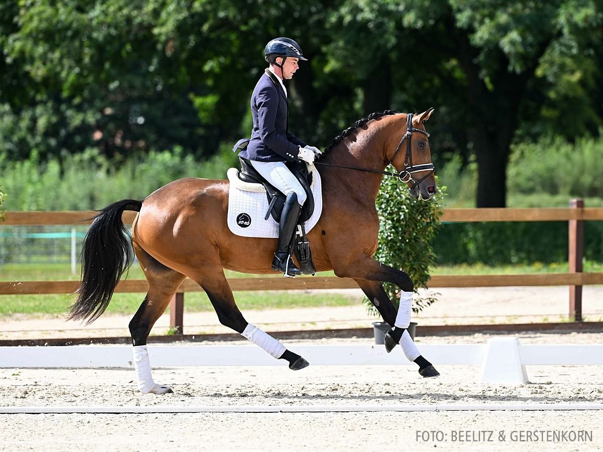 Hannoveriano Yegua 4 años 166 cm Castaño in Verden