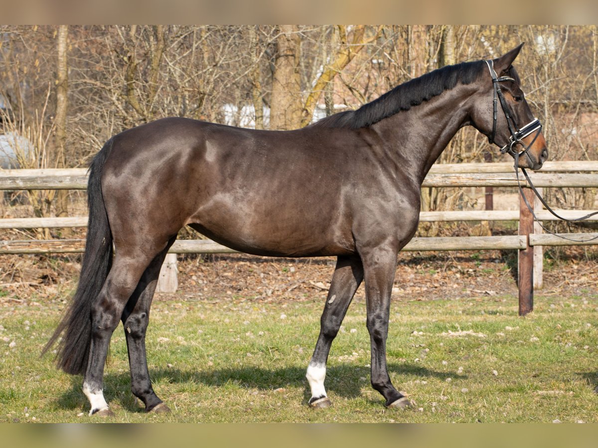 Hannoveriano Yegua 4 años 166 cm Castaño oscuro in Rickling