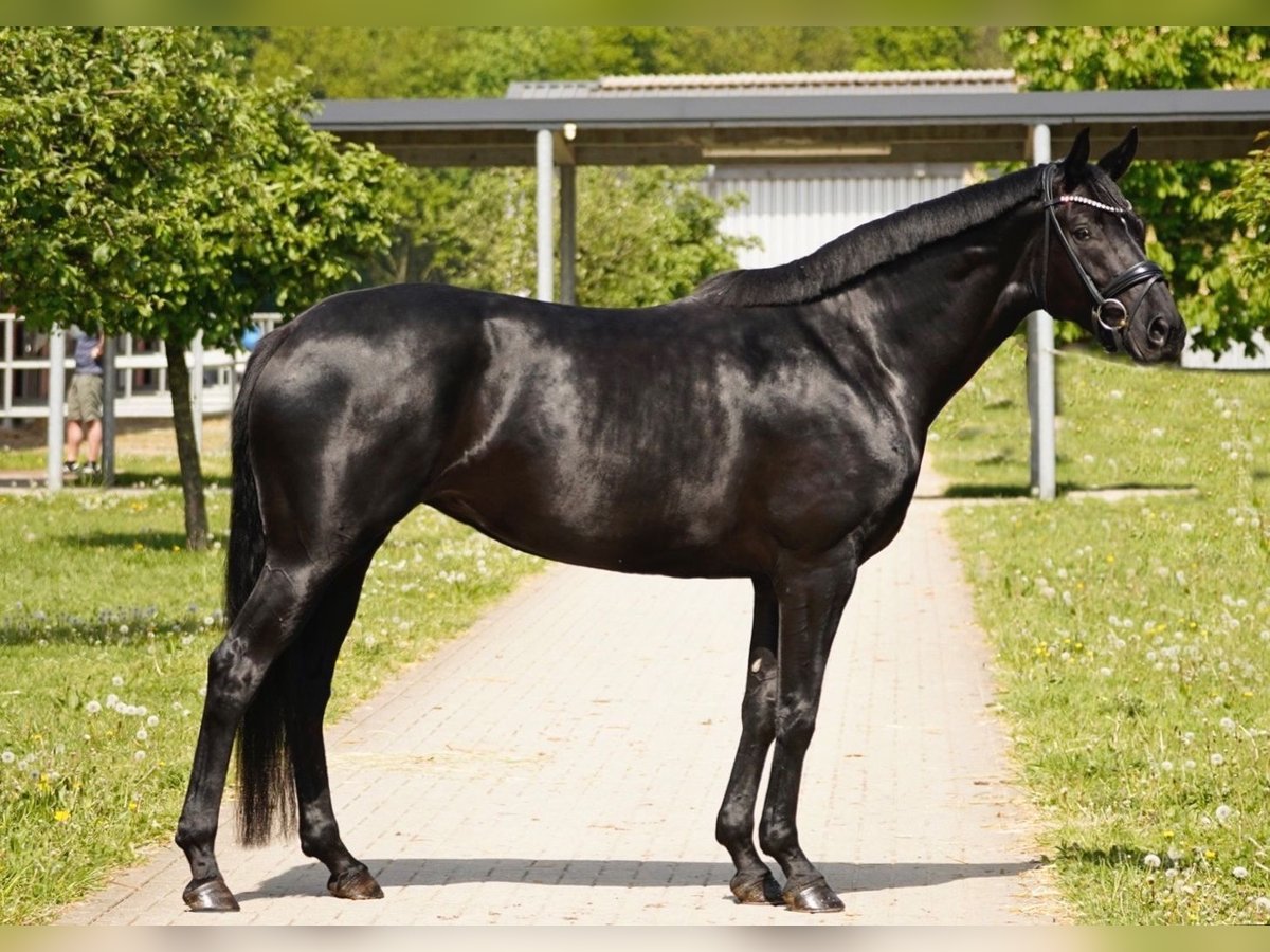 Hannoveriano Yegua 4 años 167 cm Negro in Duisburg