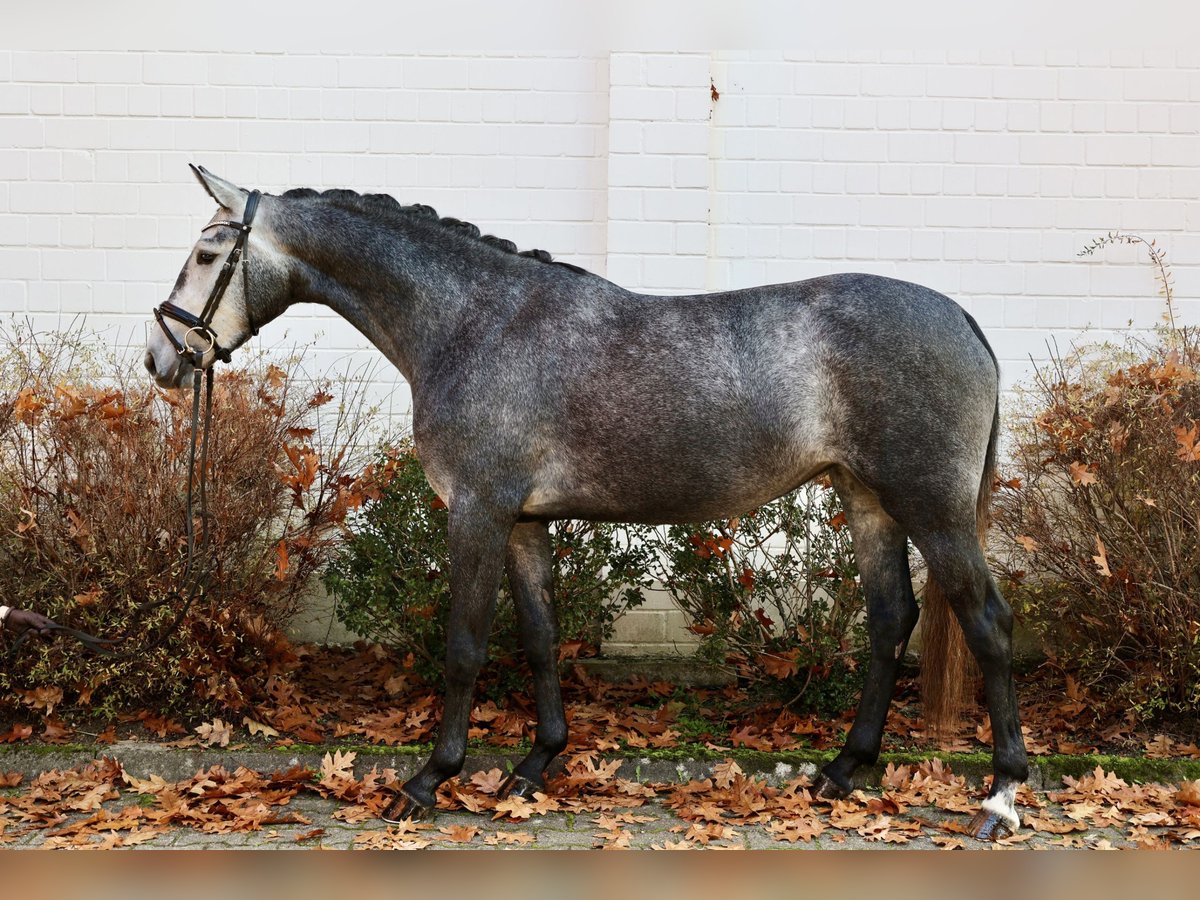 Hannoveriano Yegua 4 años 167 cm Tordo in Winsen (Aller)