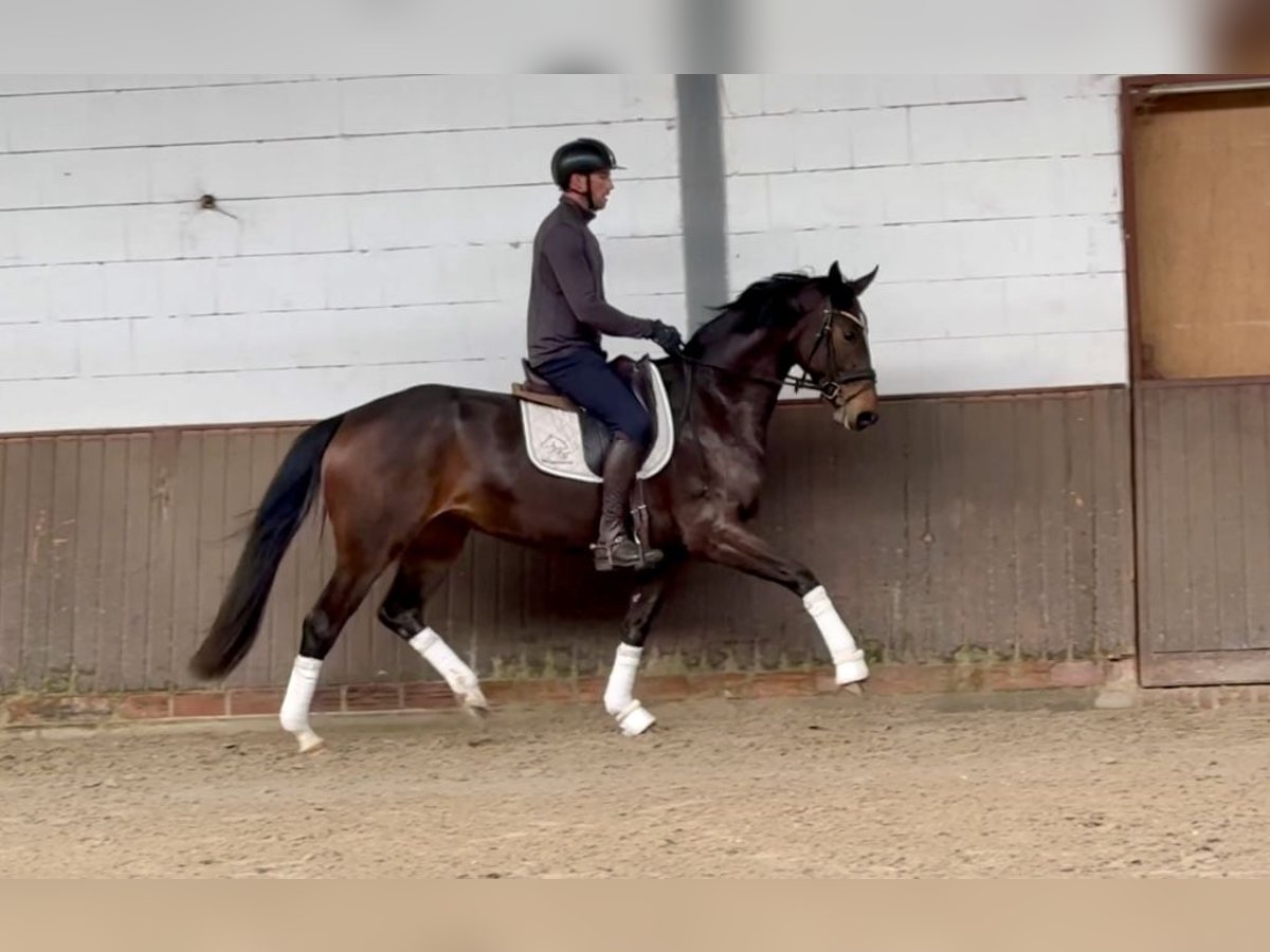 Hannoveriano Yegua 4 años 168 cm Castaño oscuro in Lohne (Oldenburg)