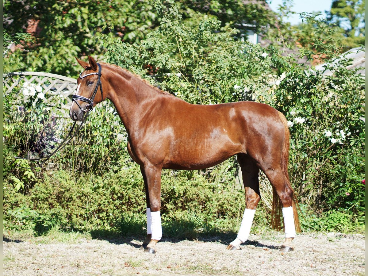 Hannoveriano Yegua 4 años 169 cm Alazán-tostado in Hohenfelde