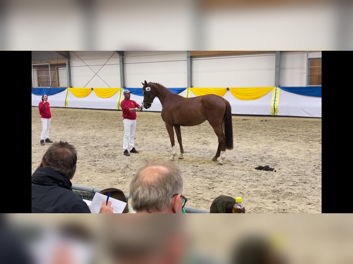 Hannoveriano Yegua 4 años 170 cm Alazán in Laaben