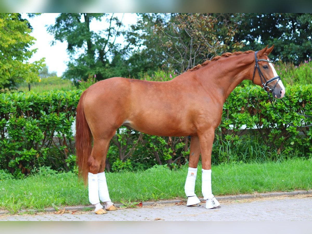 Hannoveriano Yegua 4 años 170 cm Alazán in Selsingen