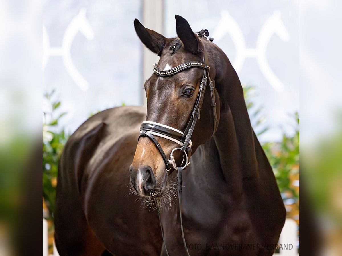 Hannoveriano Yegua 4 años 170 cm Castaño oscuro in Verden