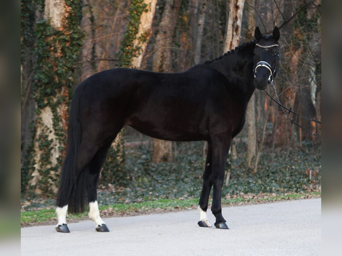 Hannoveriano Yegua 4 años 170 cm Negro in Oberwaltersdorf