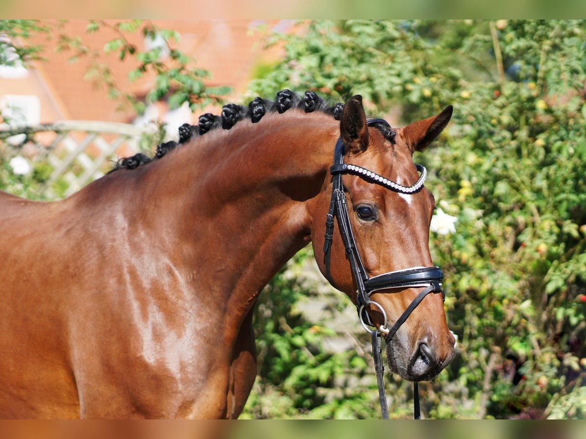 Hannoveriano Yegua 4 años 171 cm Castaño oscuro in Hohenfelde