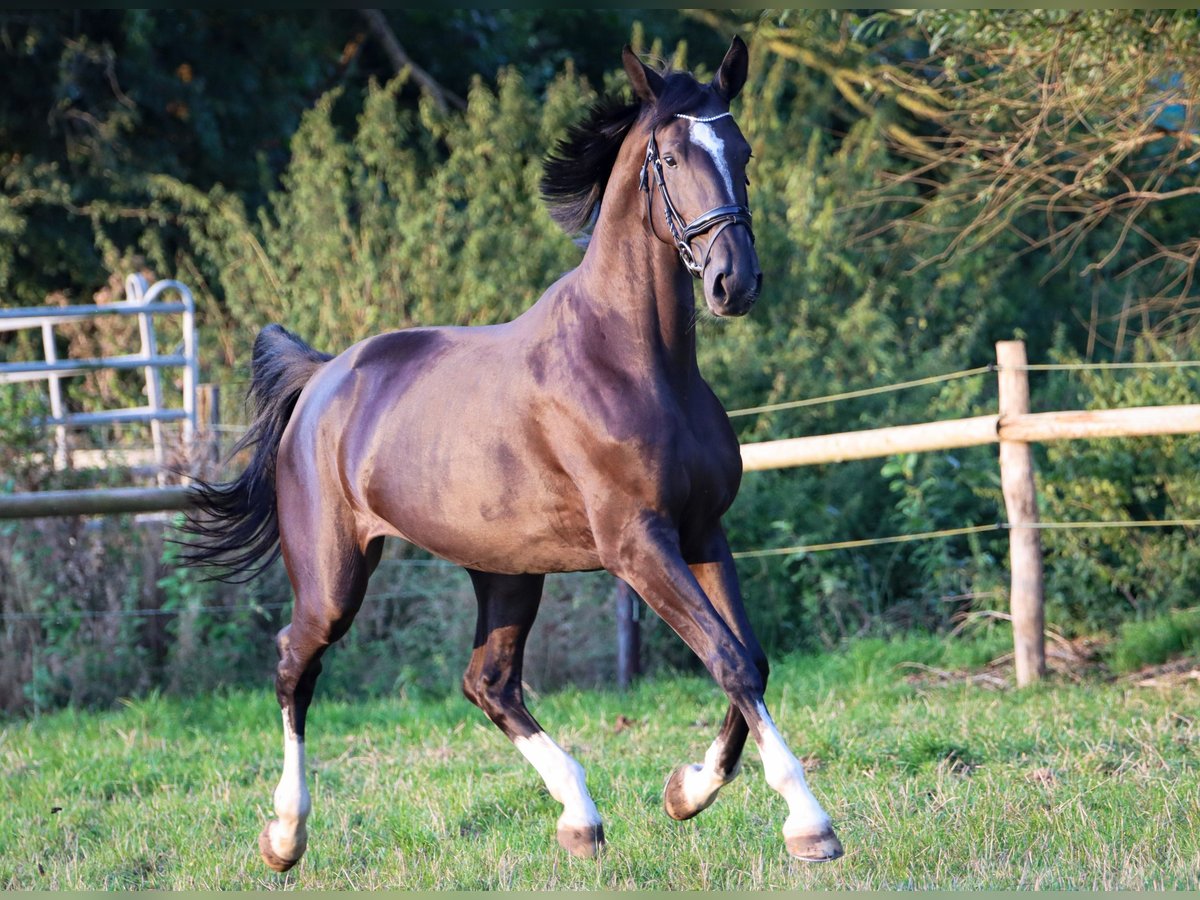 Hannoveriano Yegua 4 años 172 cm Negro in Rickling