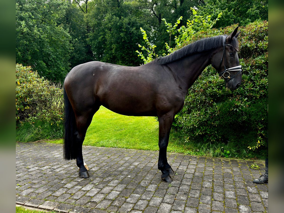 Hannoveriano Yegua 4 años 172 cm Negro in Vechta