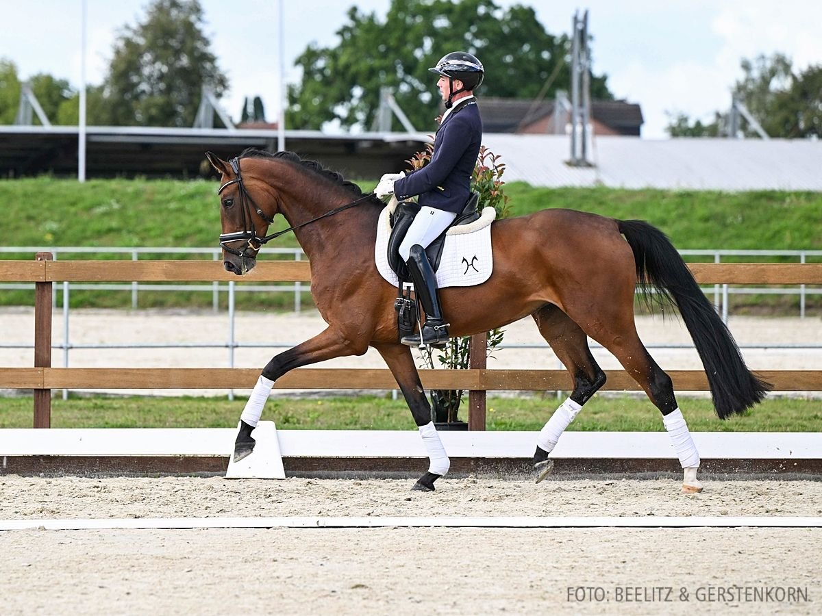 Hannoveriano Yegua 4 años 175 cm Castaño in Verden