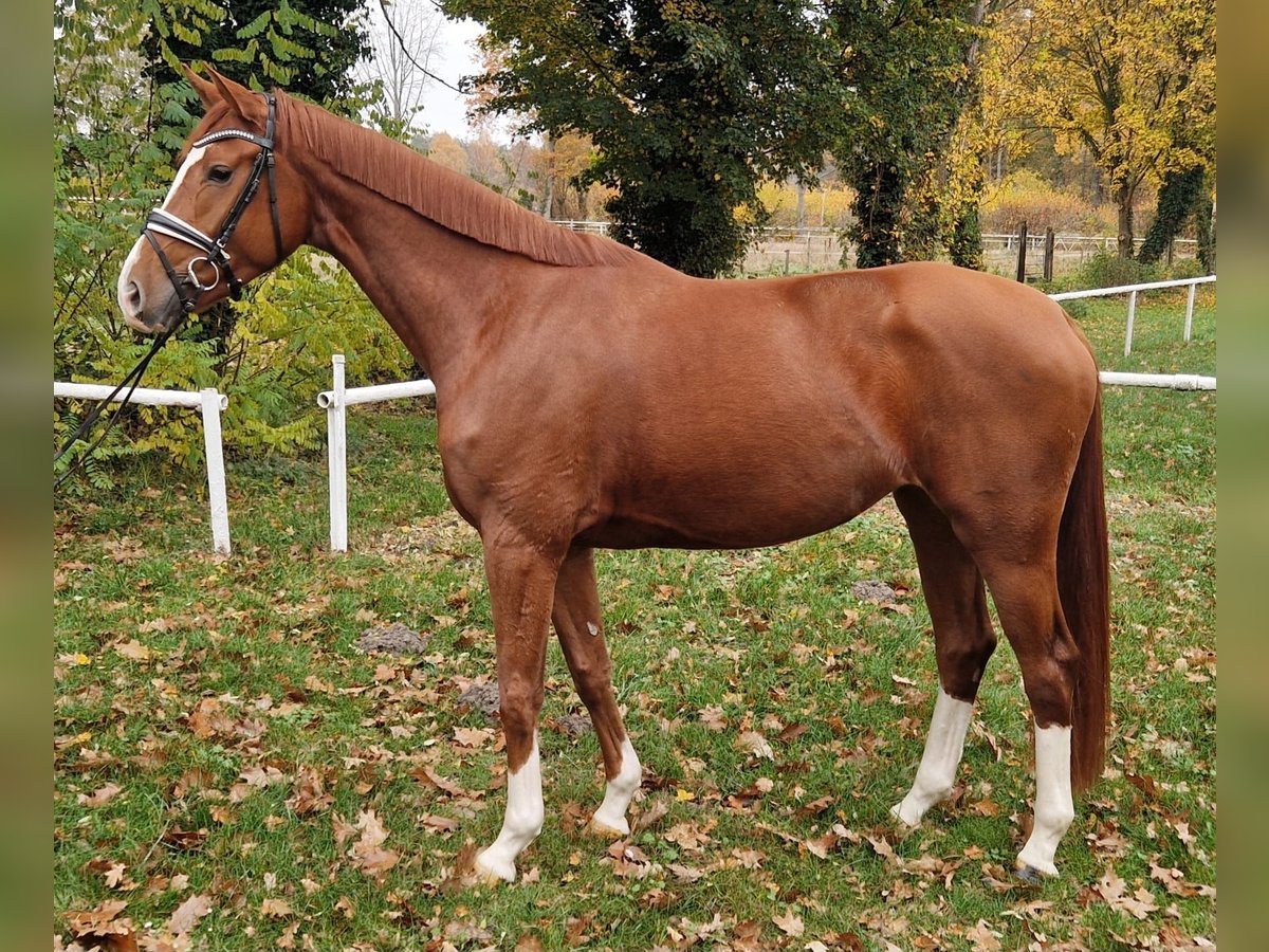 Hannoveriano Yegua 4 años Alazán in Nienhagen