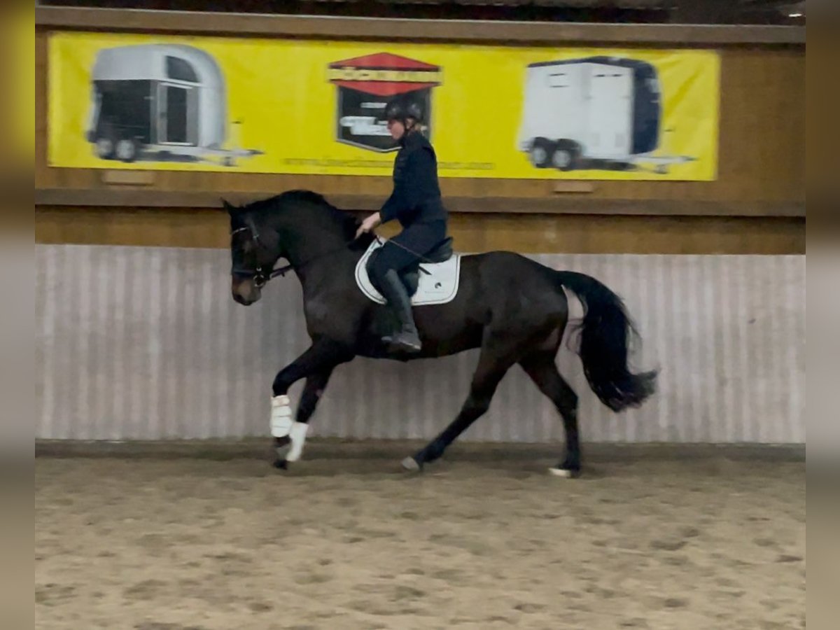 Hannoveriano Yegua 5 años 162 cm Castaño oscuro in Schenklengsfeld