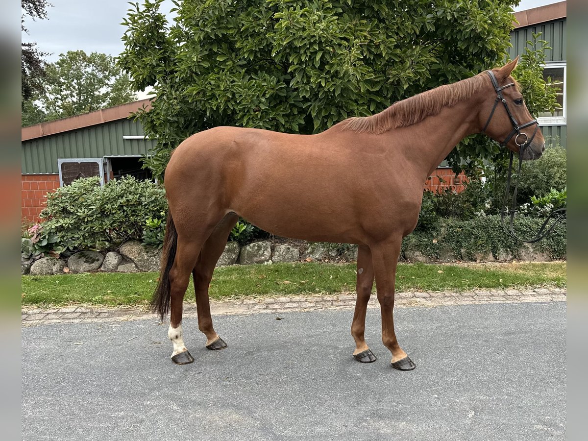 Hannoveriano Yegua 5 años 164 cm Alazán in Ohrensen