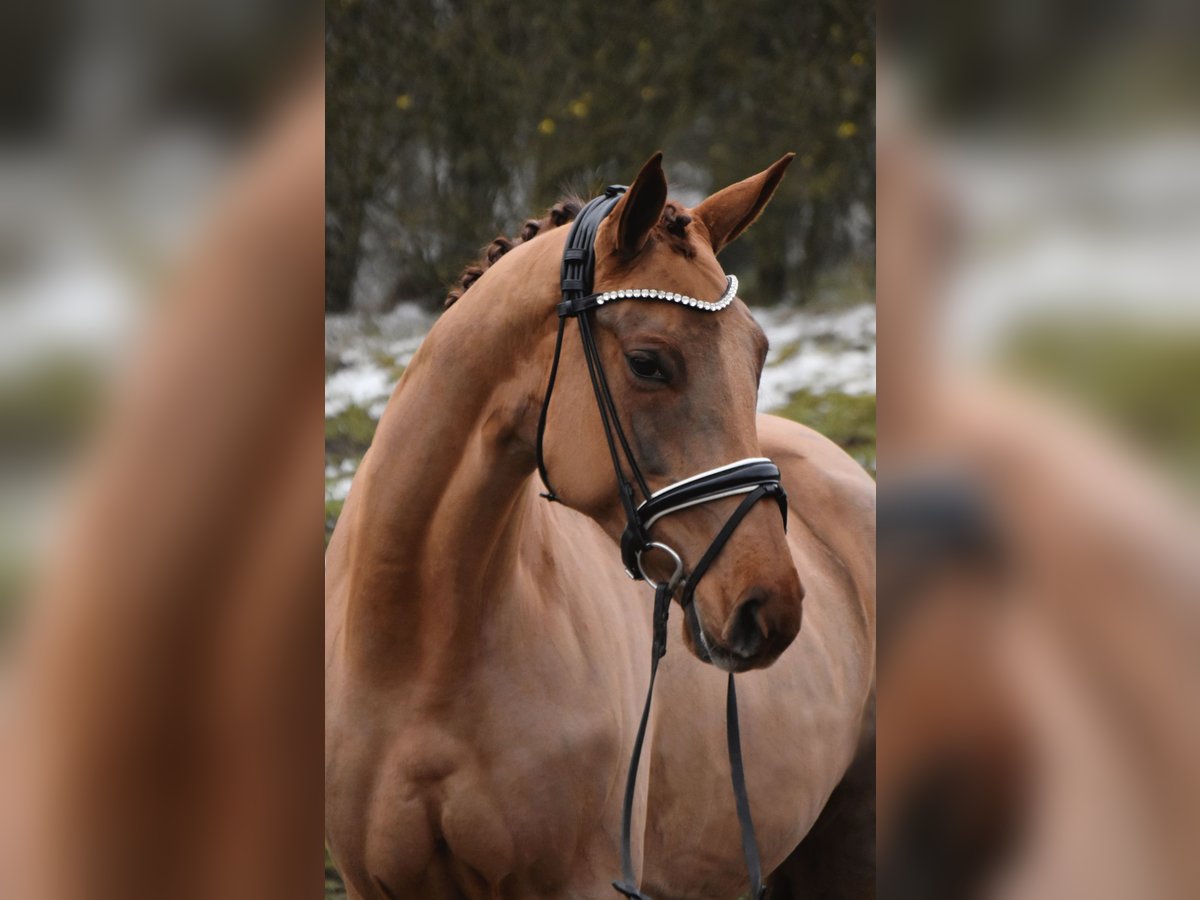 Hannoveriano Yegua 5 años 164 cm Alazán-tostado in Fürstenau