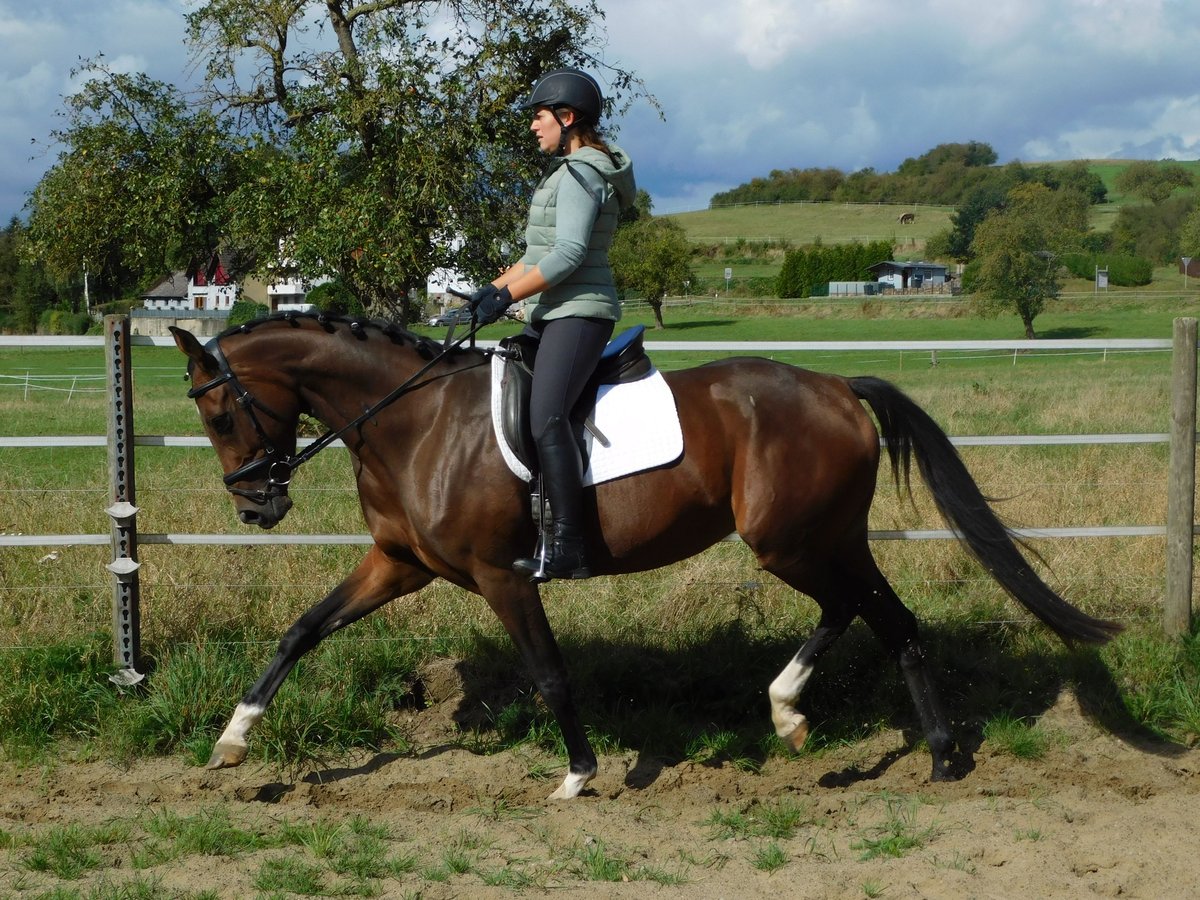 Hannoveriano Yegua 5 años 164 cm Castaño oscuro in Homberg (Ohm)