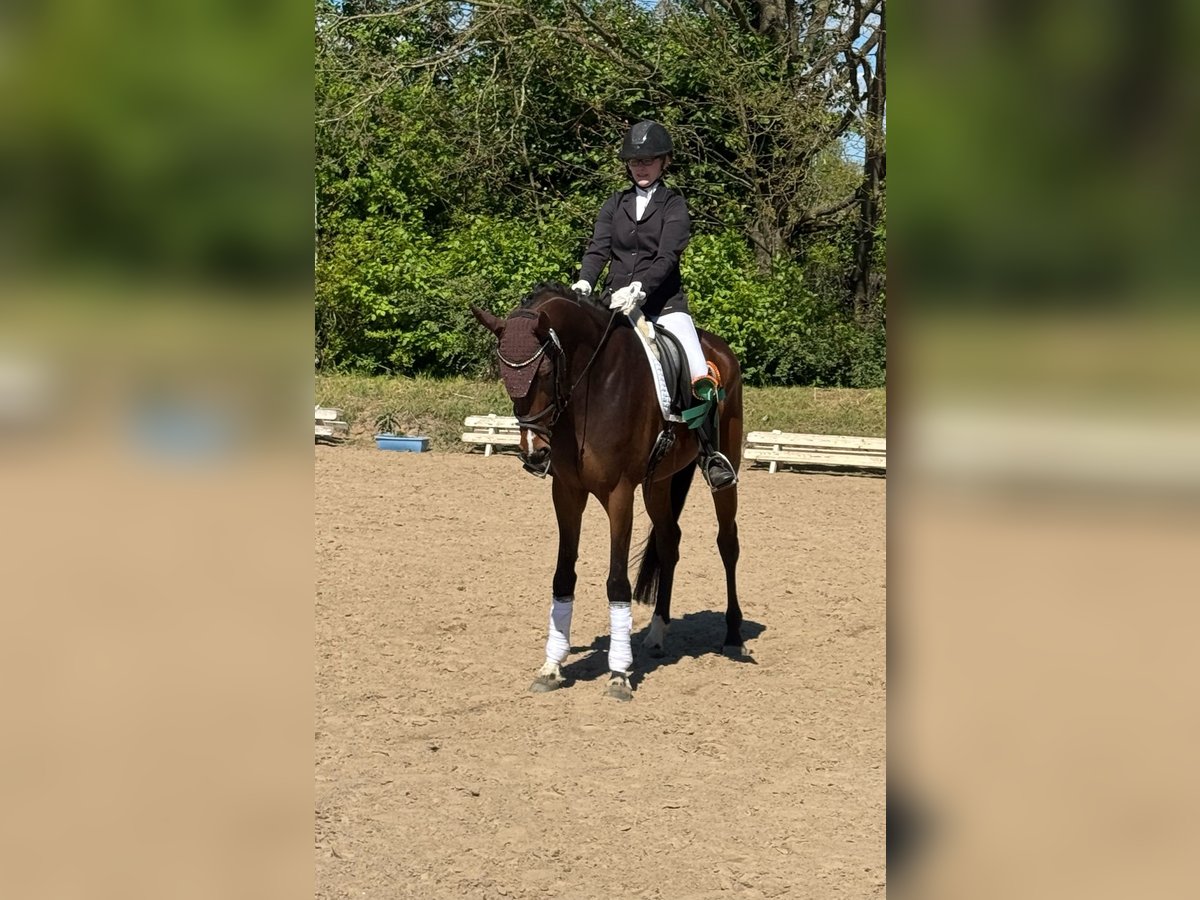 Hannoveriano Yegua 5 años 165 cm Castaño in Bassum