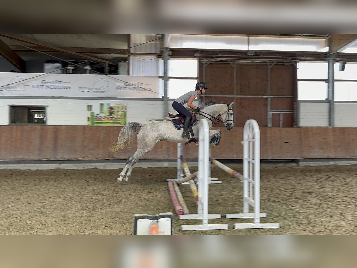 Hannoveriano Yegua 5 años 165 cm Tordo rodado in Grevenbroich